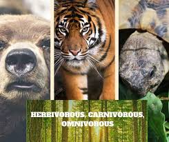 Omnivore — omnivore, allesfresser, tiere, die sich je nach angebot sowohl von pflanzen als auch von tieren ernähren. Herbivores Carnivores And Omnivores Remember Animal