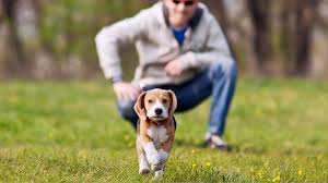 Maybe you would like to learn more about one of these? How To Teach A Dog To Come When Called Recall Training Barking Royalty