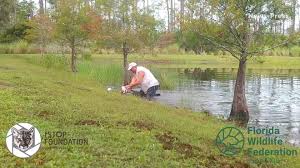 Big dogs can't chew it up or drag it around and who say's it has to be just for the dogs? Dog Collar Tags Found In Alligator S Stomach Owner Of Dogs Contacted