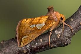 Image result for Plusia putnami