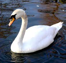 Stream tracks and playlists from swans on your desktop or mobile device. Mute Swans A Threat To Wetlands And Wildlife Michigan United Conservation Clubs