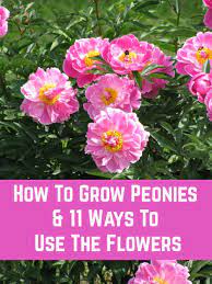 How To Grow Peonies 11 Ways To Use The Flowers Growing Peonies Peonies Organic Gardening Tips