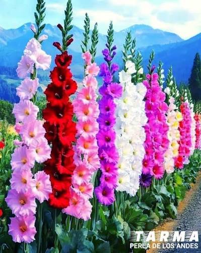 LOS GLADIOLOS EN EL VALLE SAGRADO DE TARMA... Los gladiolos son flores emblemáticas que crecen en el Valle Sagrado, ubicado en la provincia de Tarma, conocida como la "Perla de los Andes".