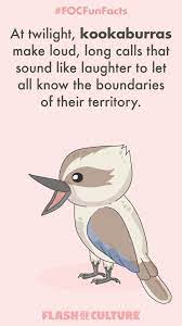 Fun Fact At Twilight Kookaburras Make Loud Long Calls That Sound Like Laughter To Let All Know The Fun Facts For Kids Australia Fun Facts Australia Animals