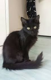 Epingle Sur Adorable Chat