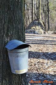 Bucket With A Cover For Maple Sap Collection At Fenner Nature Center Via Wandershopper Nature Center Maple Nature