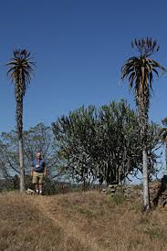 Image result for Aloe excelsa