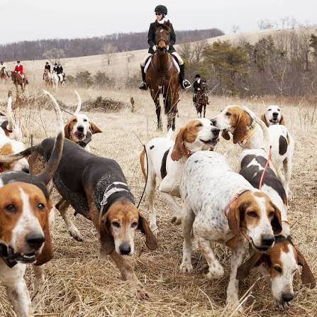 Breeds English Fox Hunting Dogs American Foxhound British Hunting Dog Breeds Welsh Foxhound Old
