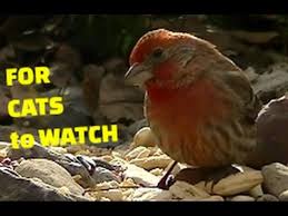 Birds For Cats To Watch Best Video For Cats To Watch Your Cat Will Love You Cat Gif Cool Gifs Cats