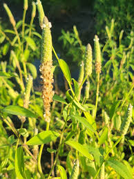 Image result for Sphenocleaceae