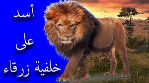 او غير و اليوم سوف نشاهد و نتعرف على افضل الخلفيات التي يحب ان يراها العدد. Ø§Ø³Ø¯ Ø¹Ù„Ù‰ Ø®Ù„ÙÙŠØ© Ø²Ø±Ù‚Ø§Ø¡ L ÙƒØ±ÙˆÙ…Ø§ Ù„Ù„Ù…ÙˆÙ†ØªØ§Ø¬ Youtube