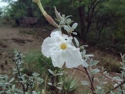 Image result for Catophractes alexandri