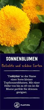 Die pflanzen dieser gattung bilden blütenkörbe aus, die einzeln oder in gruppen zusammenstehen. Sonnenblumenarten Die 50 Schonsten Sorten Ubersicht Pflanzen Topfpflanzen Blumen