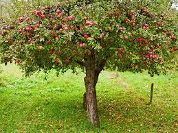 Bevor man daran geht, einen apfelbaum zu pflanzen, sollte man sich darüber im klaren sein, welche sorte am geeignetsten für. Apfel Pflanzen Gutekueche Ch