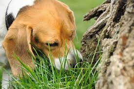 Surprising Reasons Why Dogs Eat Grass Dirt Poop Paw Castle