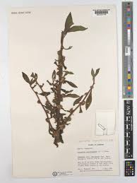 Image result for Struchium