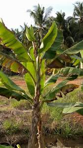 Memiliki sebuah hubungan dengan lawan jenis selalu memiliki siklus. Pokok Pisang Berbuah Tunjuk Langit Ditemui Gambar Azizulwmc Com