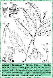 Image result for Artabotrys