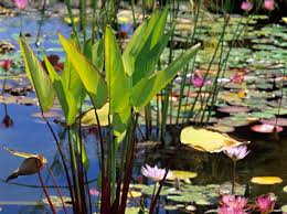 Maybe you would like to learn more about one of these? Jardin Top Des Plantes Aquatiques Pour Le Bassin