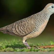 We did not find results for: 6 Ciri Ciri Burung Perkutut Jantan Yang Bisa Diketahui Pintarpet