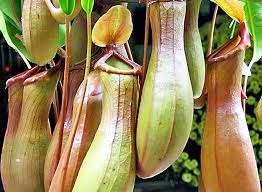 Merupakan bunga yang paling terkenal dengan bentuknya yang sangat besar. Tumbuhan Yang Diancam Kepupusan Peguam Ini Jelaskan Sebab Orang Ramai Perlu Hentikan Makan Lemang Periuk Kera