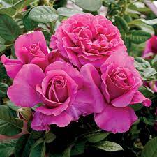 They were later introduced to market in the same country by warner's roses. Rose Pretty Lady Rose White Flower Farm