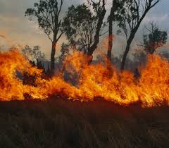 Image result for tbn:XVFRz-6Maj2JLM::www.jolmag.co.za/wildfire/images/Logos/vuvuzela_header.jpg