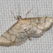 Image result for Blepharis dunensis