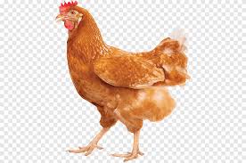 Maybe you would like to learn more about one of these? Isa Brown Rhode Island Red New Hampshire Ayam Telur Ayam Telur Ayam Daging Ayam Png Pngegg