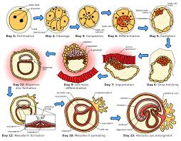 Humanembryogenesis Placenta Wikipedia In 2020 Prenatal Development Embryonic Development Fetal Development