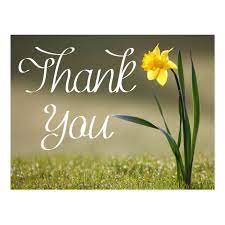 Floral Thank You Yellow Daffodil Flower Postcard Zazzle Com In 2021 Daffodil Flower Yellow Daffodils Beautiful Flowers Pictures