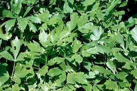 Yup, cutting your hair at home is actually doable. How To Grow Lovage Rhs Gardening