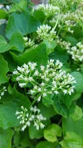 Image result for Mikania