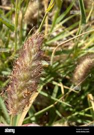 Image result for Cenchrus ciliaris