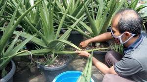 30 contoh tanaman apotek hidup dan manfaatnya part 3. Pengin Punya Obat Hasil Panen Sendiri Silahkan Tanam Tanaman Apotek Hidup Berikut Ini Tribun Jogja