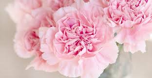 Female breast and delicate pink flowers. Menopausal Hormone Replacement Therapy And Breast Cancer Risk Is It Just Bad Press Scottish Cancer Prevention Network