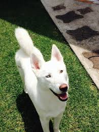 We did not find results for: Blanco Ojos Azules Cachorro Blanco Ojos Azules Husky Siberiano Novocom Top