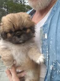 Maybe you would like to learn more about one of these? Pekingese Puppies For Sale Fayetteville Nc Pekingese Puppies Pekingese Puppies For Sale Puppies For Sale