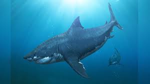 Feed the great white megalodon shark. Megalodon Extinction Great Whites May Have Wiped Out The Biggest Shark That Ever Lived Cnn