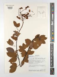 Image result for Agelaea pentagyna