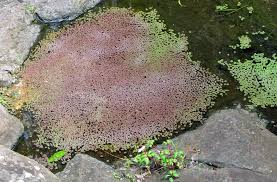 Image result for Azolla pinnata