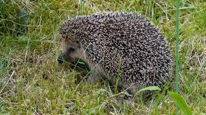 Igelkot oder Rattenkot: So unterscheiden Sie beides voneinander