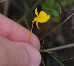 Kuvahaun tulos haulle bladderwort plant