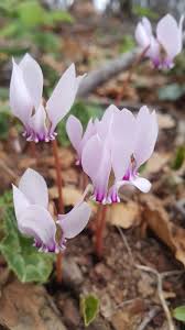 Image result for Cyclamen parviflorum