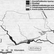Image result for Nesaea passerinoides