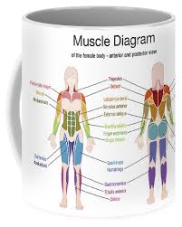 This article is about muscles diagram. Body Muscle Diagram And Names Names Of Muscles Are Descriptive Ppt Download This Diagram Depicts Female Muscle Anatomy Diagram With Parts And Labels Alina Birnea