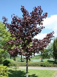 We did not find results for: Crimson King Maple Tree Farm Sale Arbor Hilll Tree Farm