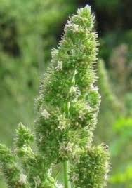 Image result for Mesosphaerum pectinatum