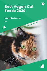 I firmly believe that putting your cat on this food will cause great suffering for you and your pet, which is what we are trying to prevent by being vegan.) Pin On Cat Food Treats