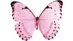 Fast & safe delivery · friendly customer service · affordable prices Pin By Luocloud On Tutorial Template Butterfly Wallpaper Pink Butterfly Butterfly Art Painting